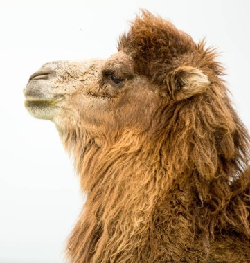 bir deve bahar portresi