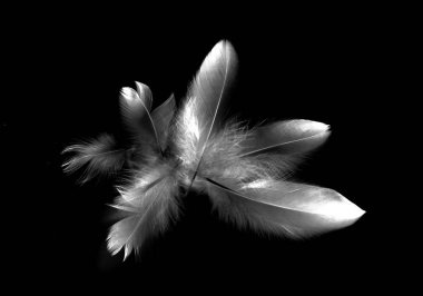 kuş tüyü siyah arkaplanda