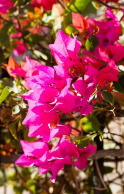 Bougainvillea çiçekleri, çit manzarası