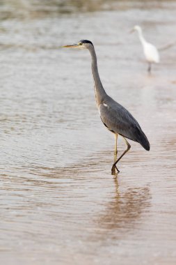 Büyük Egret (ardea alba)