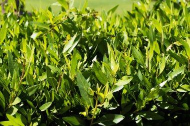 küçük yaprakları ile parlak yeşil çit