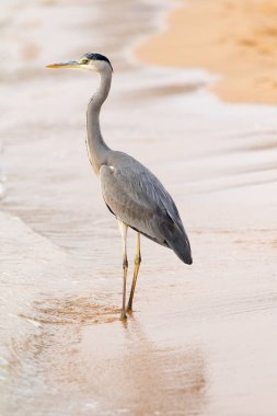 Büyük Egret (ardea alba)