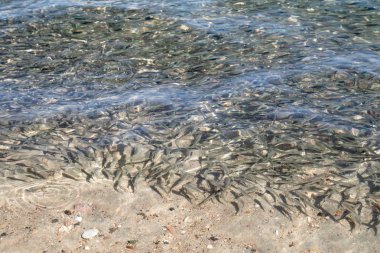 sığ deniz balığı, üstten görünüm