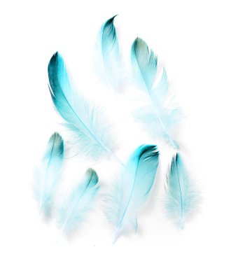 Beyaz arkaplanda kuş tüyü