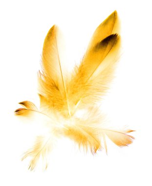 Beyaz arkaplanda kuş tüyü