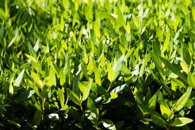 küçük yaprakları ile parlak yeşil çit