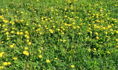 Bahar manzara, yeşil alan sarı çiçekli karahindiba