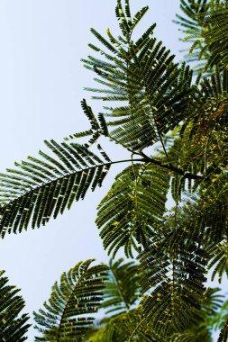 akasya yaprakları mavi gökyüzü