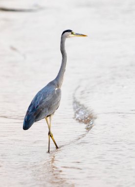 Büyük Egret (ardea alba)