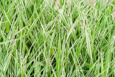 yüksek yeşil çimen, arka plan