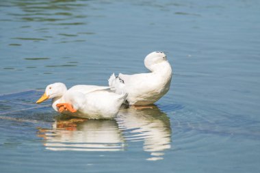 Beyaz ördek gölet üzerinde yaz