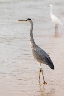Büyük Egret (ardea alba)