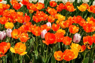 Lale bahar peyzaj alanı