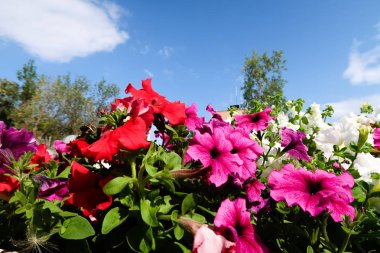 Petunya çiçek, gökyüzü manzara doğa