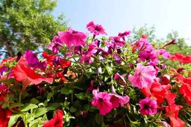 Petunya çiçek, gökyüzü manzara doğa