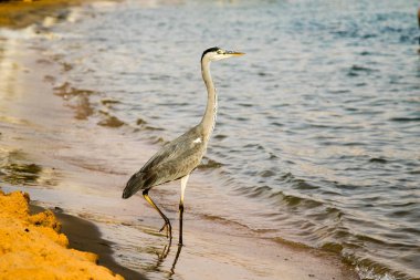 Büyük ak balıkçıl (Ardea alba) gri kuş