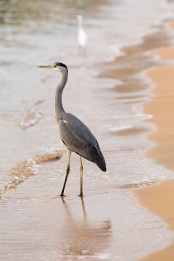 Büyük Egret (ardea alba)