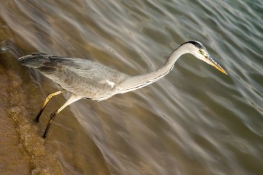 Büyük ak balıkçıl (Ardea alba) gri kuş