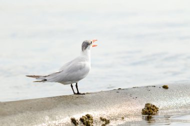 Martı deniz manzara oturur