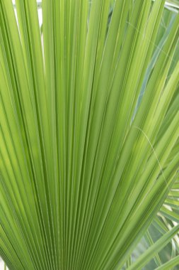 palmiye ağacı gökyüzü manzara