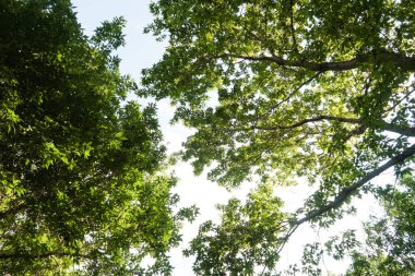 Yeşil taç ağaçlar gökyüzüne görüntülemek