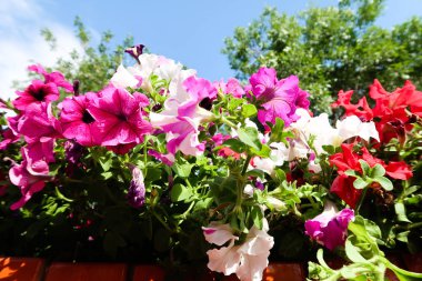 Petunya çiçek, gökyüzü manzara doğa