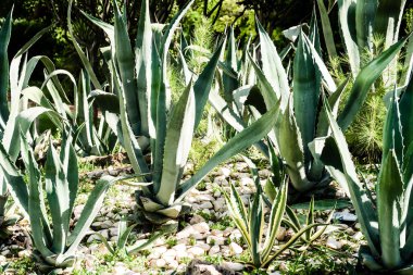 yeşil kaktüs yüksek doğa