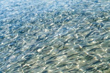 sığ deniz balığı, üstten görünüm