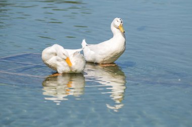 Beyaz ördek gölet üzerinde yaz