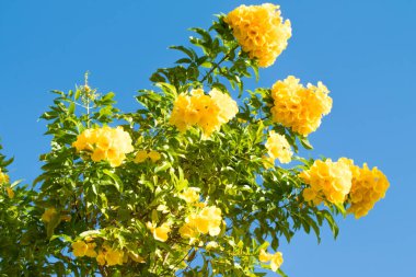 Mavi gökyüzüne karşı sarı çiçekler