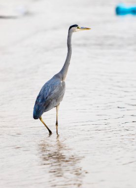 Büyük Egret (ardea alba)