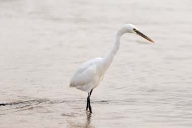 Büyük Egret (ardea alba)