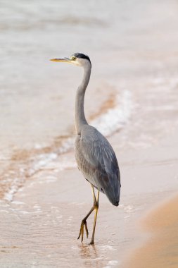 Büyük Egret (ardea alba)
