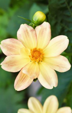 yaz çiçek flowerbed peyzaj üzerinde