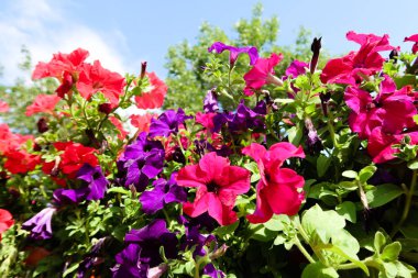 Petunya çiçek, gökyüzü manzara doğa