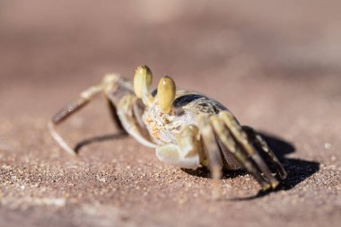 Yengeç kumlu yakın çekim