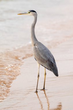 Büyük Egret (ardea alba)