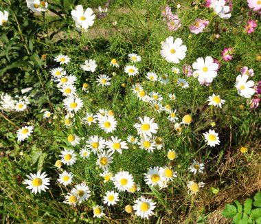 Evren, çiçekler üzerinde arka plan manzara.