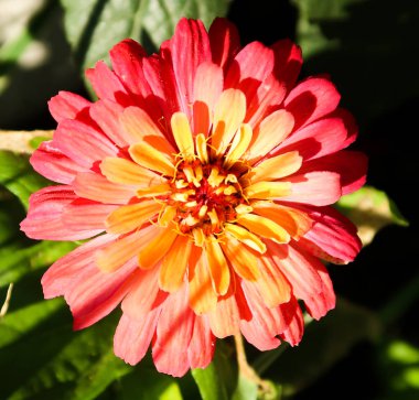 Çiçek Dahlia, manzara arka plan üzerinde