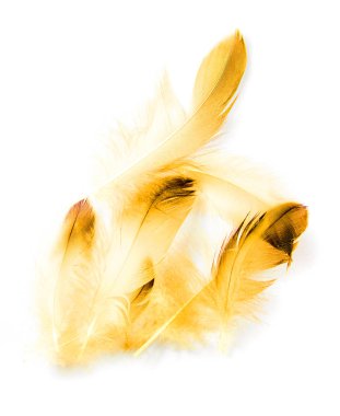 Beyaz arkaplanda kuş tüyü