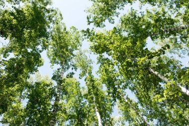 Orman yaz görünümünde aşağıdan gökyüzüne huş ağacı