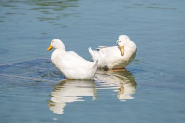 Beyaz ördek gölet üzerinde yaz