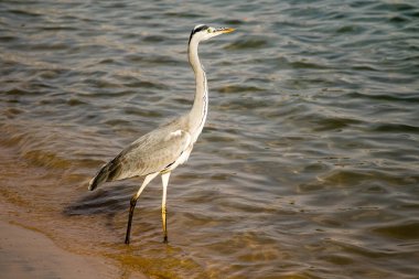 Büyük ak balıkçıl (Ardea alba) gri kuş