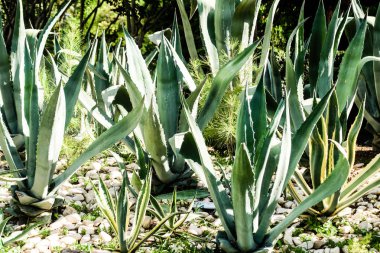 yeşil kaktüs yüksek doğa