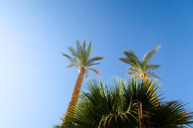 palmiye ağacı gökyüzü manzara