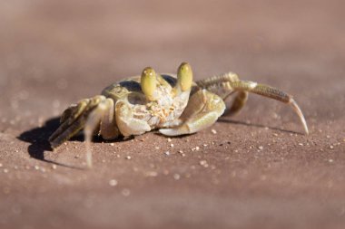 Yengeç kumlu yakın çekim