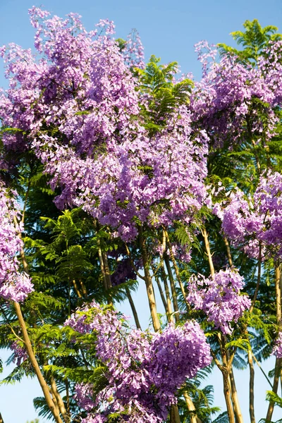 Lila Blommor Mot Himlen — Stockfoto