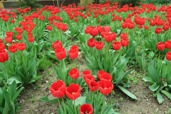 Feld Mit Tulpen Frühlingslandschaft — Stockfoto