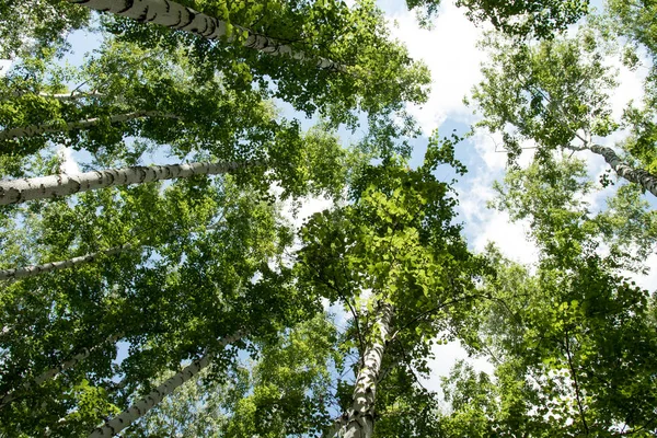 空に夏のビューで森林を下からバーチします — ストック写真