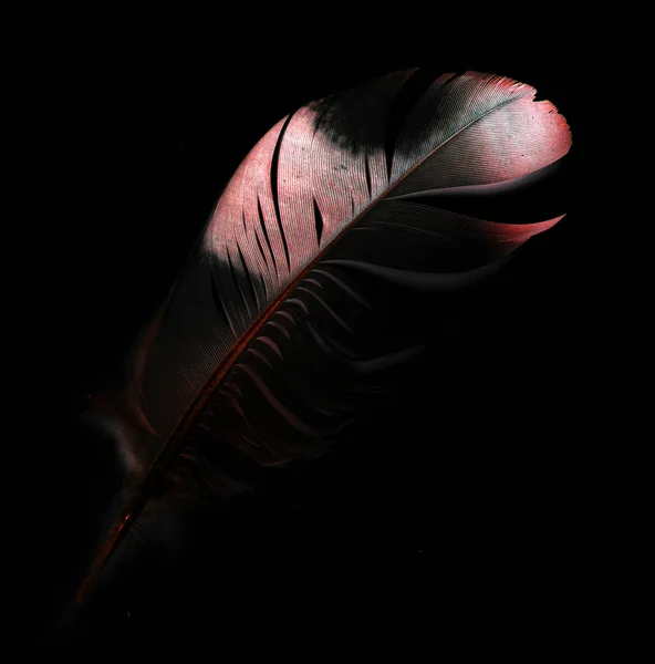 Пташине Перо Чорному Тлі — стокове фото